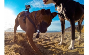 GoPro Fetch Pettorina per Cane