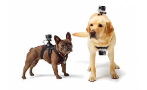 GoPro Fetch Pettorina per Cane