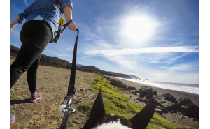 GoPro Fetch Pettorina per Cane