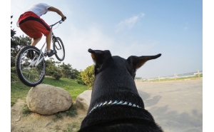 GoPro Fetch Pettorina per Cane